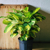 4" Ctenanthe Lubbersiana