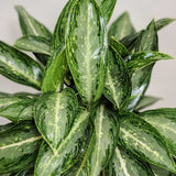 5"  Aglaonema White Rain