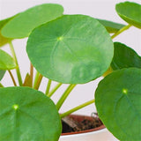 4" Pilea Peperomioides
