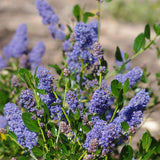 1 Gallon Ceanothus 'Skylark'