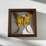 Pinned Insects - Bees & Wings