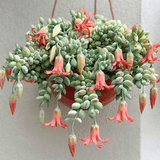 8" Cotyledon Pendens (Cliff Cotyledon)