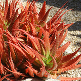 1 Gallon Aloe Crimson
