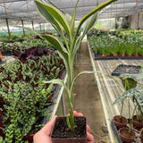 6" Dracaena 'Sanderiana'