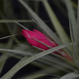 Tillandsia Aeranthos Stricta