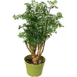 6" Ming Aralia (Polyscias fruticosa)