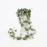 6" Ceropegia woodii 'String Of Hearts'