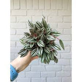 4” Peperomia San Marino
