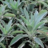 5 Gallon Salvia Apiana 'White Sage'