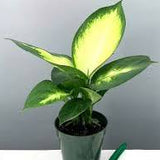 6" Dieffenbachia Marianne