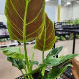 5" Philodendron Purple Grande