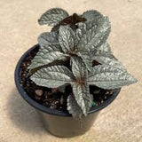 4" Pilea Ellen