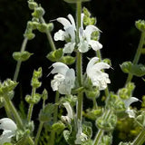 4" Salvia Argentea