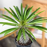 5" Pachypodium Lamerii