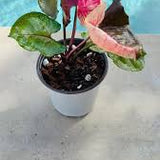 4" Syngonium Strawberry Ice