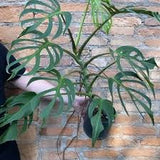 6" Monstera 'Burle Marx Flame'