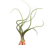 Tillandsia Baileyii