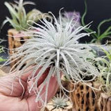 Tillandsia Tectorum Ecudaor