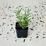 2" Rosemary