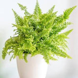 6" Fluffy Ruffle Fern