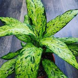 4" Dieffenbachia Starbright