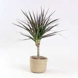 2 Gallon Dracaena