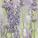 5 Gallon Provence Lavender