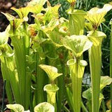 6" Cobra Nest Pitcher Plant