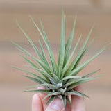 Tillandsia Espinosae