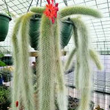 8" White Monkey Tail Cactus