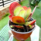 4" Flapjack Succulent