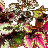 6" Begonia