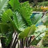 Giant Ruffled Upright Elephant Ear (Alocasia 'Portora')