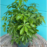 6” Schefflera Arboricola