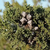 1 Gallon Hesperocyparis Macnabiana MacNab Cypress