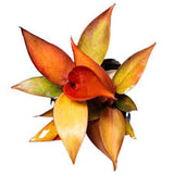 10" Philodendron Hope Selloum