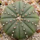 3" Star Cactus