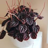 6" Peperomia Red Ripple