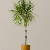 6" Dracaena Purple Giant