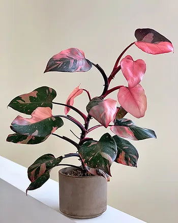 10" Philodendron Pink Princess
