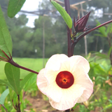 Thai Red Roselle Hibiscus Tarot Garden + Gift Seed Packet