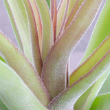 Tillandsia Streptophylla