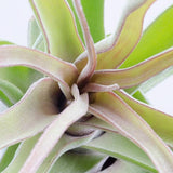 Tillandsia Streptophylla