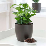 4" Coffee Arabica Plant