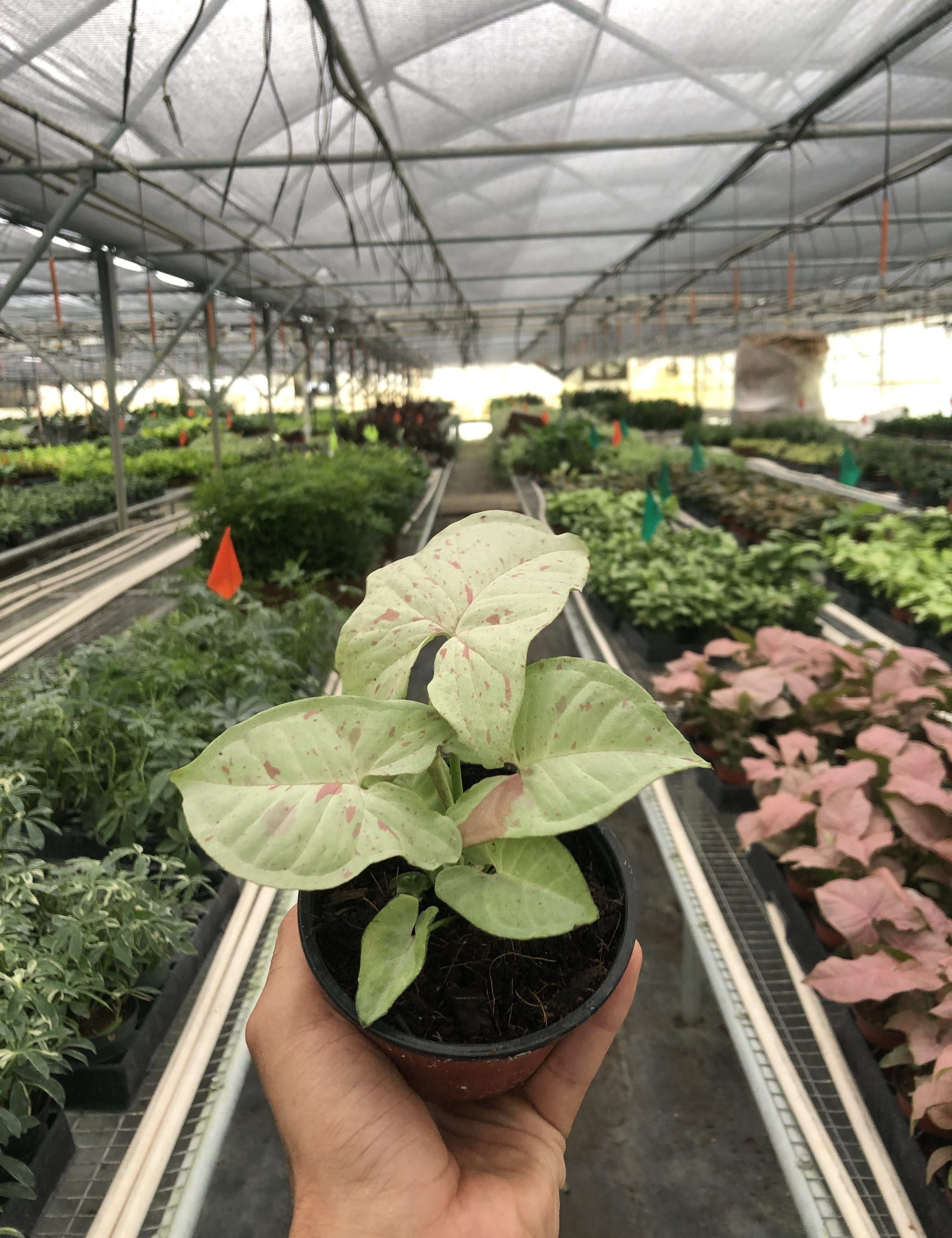 Syngonium 'Milk Confetti'