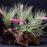 Tillandsia Cotton Candy