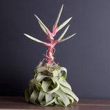 Tillandsia Streptophylla