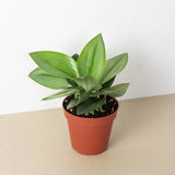 4" Scindapsus Moonlight