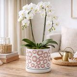 Red Zinnia White Planter with Saucer