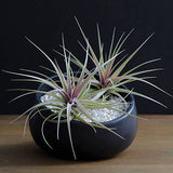Tillandsia Aeranthos Stricta